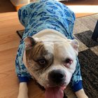 A murit în somn fără niciun semn: Ce trebuie să știi când câinele tău pare sănătos, dar ceva nu e în regulă