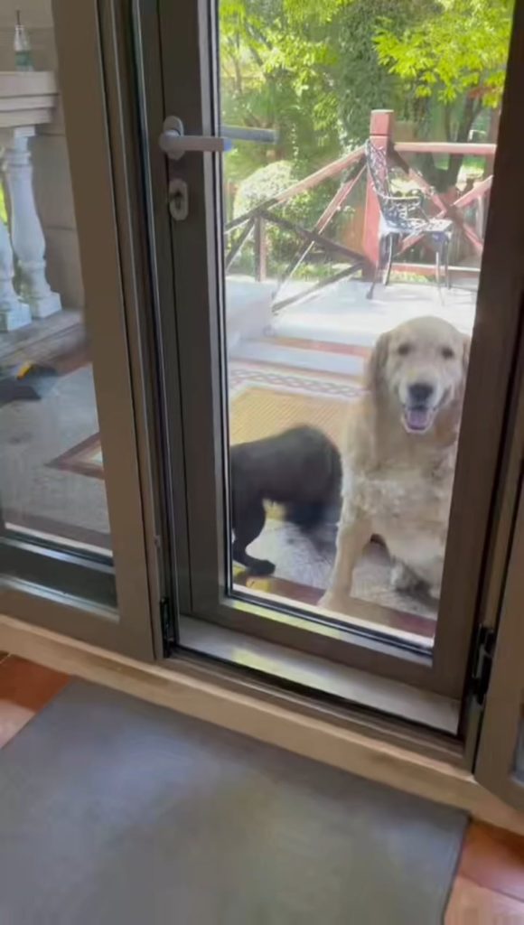 Joacă sau ceartă? Semnele surprinzătoare care îți spun dacă câinii tăi se distrează sau sunt pe cale să se muște