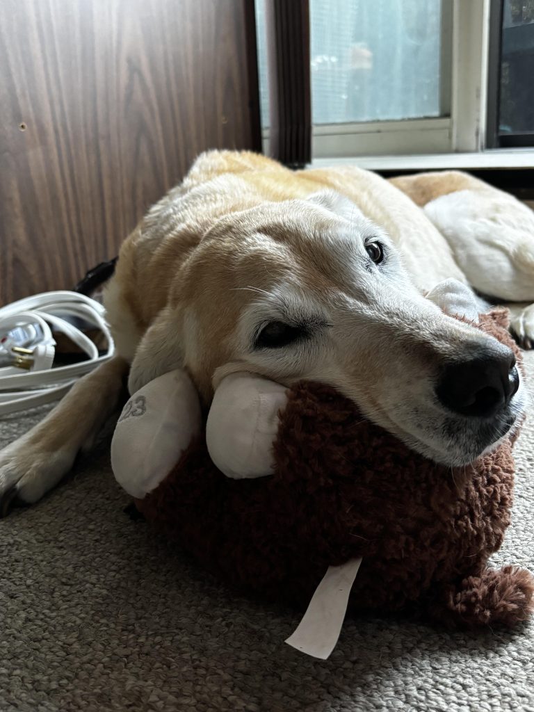 Semne că câinele tău se pregătește să plece: când știi că e timpul să îți iei rămas-bun și cum îl poți ajuta să nu sufere