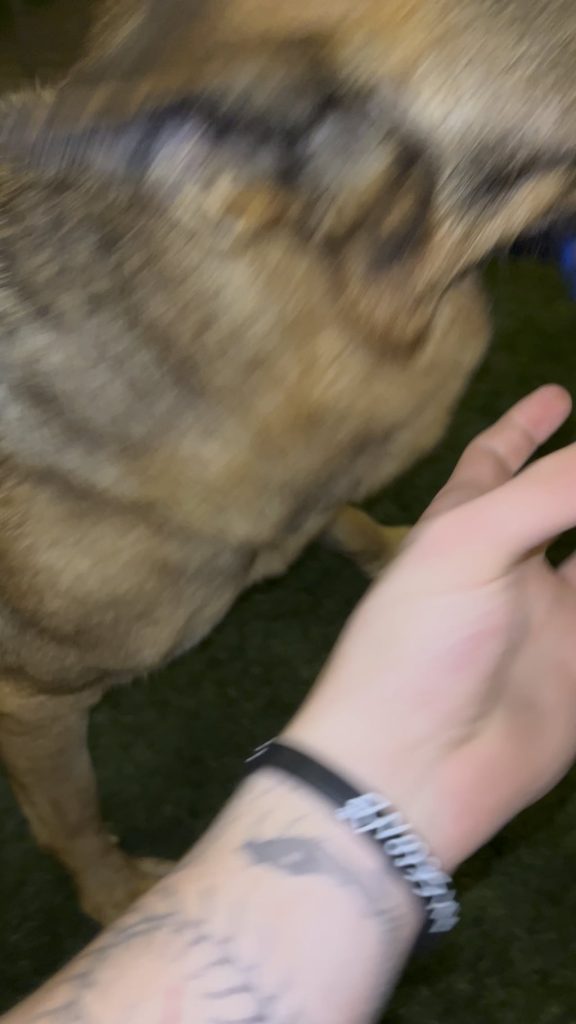 Stăpâna își pierde cățelul în urma unui șoc anafilactic neașteptat – ce trebuie să știi ca să eviți o tragedie similară