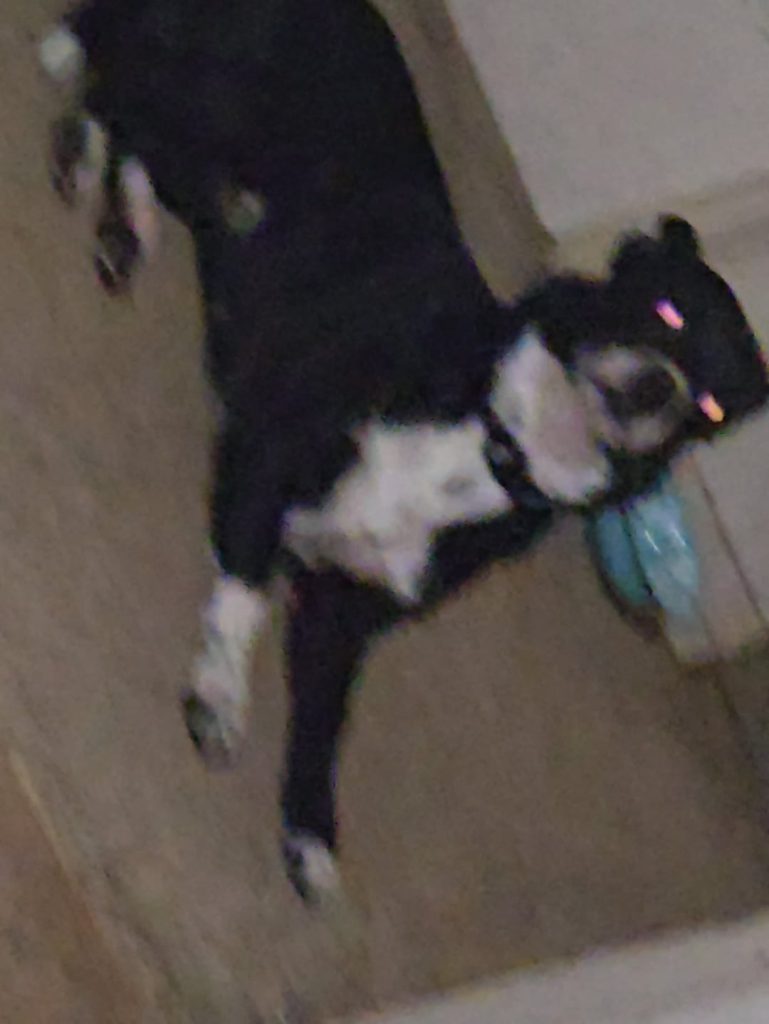 Câinele a început să se învârtă și să refuze să iasă afară la 3 dimineața – Ce semne de urgență veterinară NU trebuie ignorate