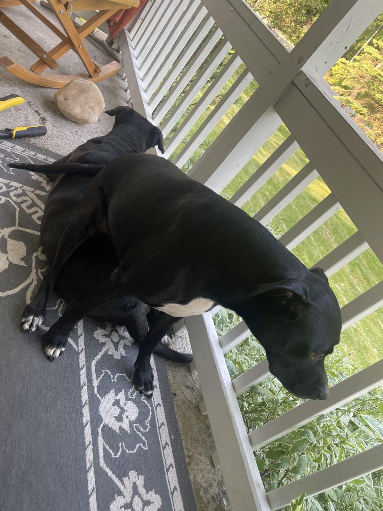 De ce câinele tău stă mereu pe altul? Semn de dominanță, afecțiune sau nesiguranță – află ce încearcă să îți spună!