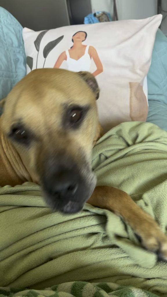 Psihologul Canin Explică: De Ce Câinele Tău Foster Nu Se Oprește Din Atins cu Lăbuța – Și Ce Poți Face