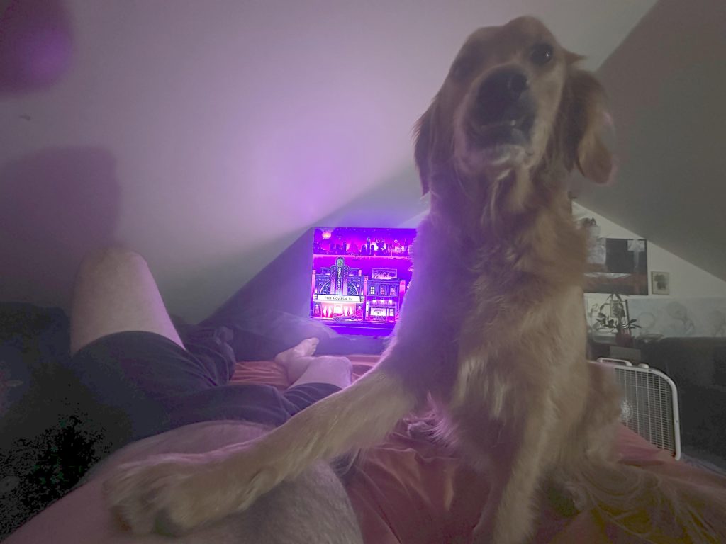 Ce înseamnă când câinele urcă în pat și te atinge cu laba: gestul aparent ciudat are o explicație emoționantă