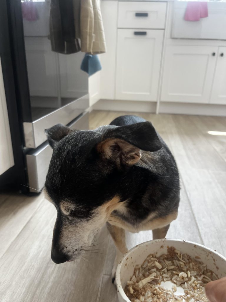 Câinele tău refuză mâncarea specială, dar adoră puiul? Află ce ascunde acest comportament și cum îl poți convinge să mănânce corect