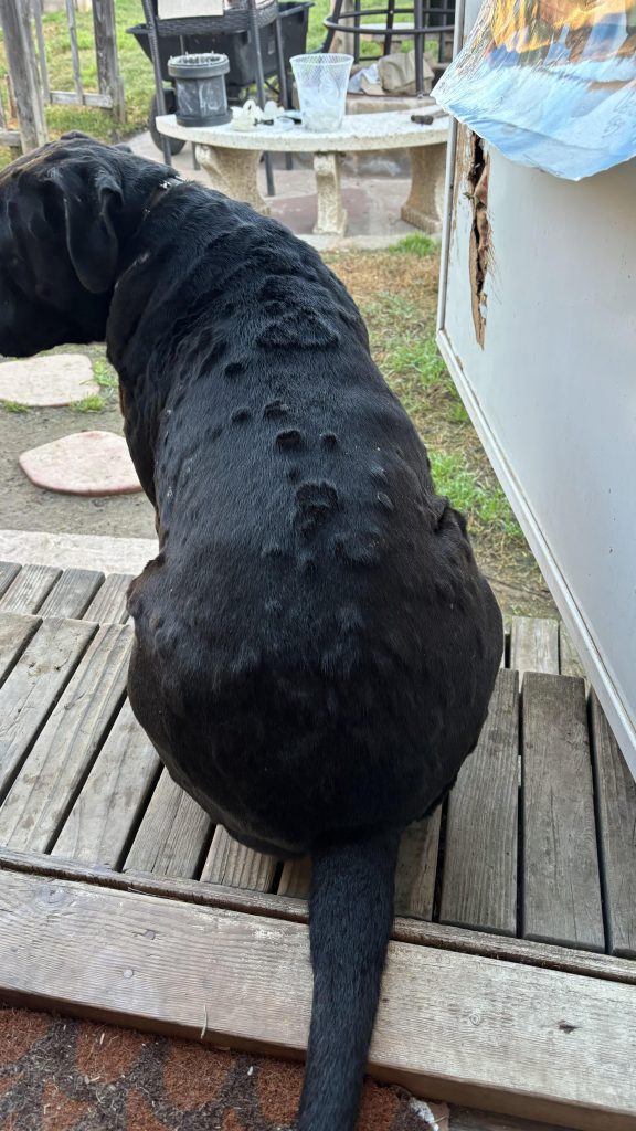 Stăpân șocat să descopere o umflătură misterioasă pe spatele câinelui – Află ce au spus specialiștii și ce trebuie să faci dacă vezi așa ceva!