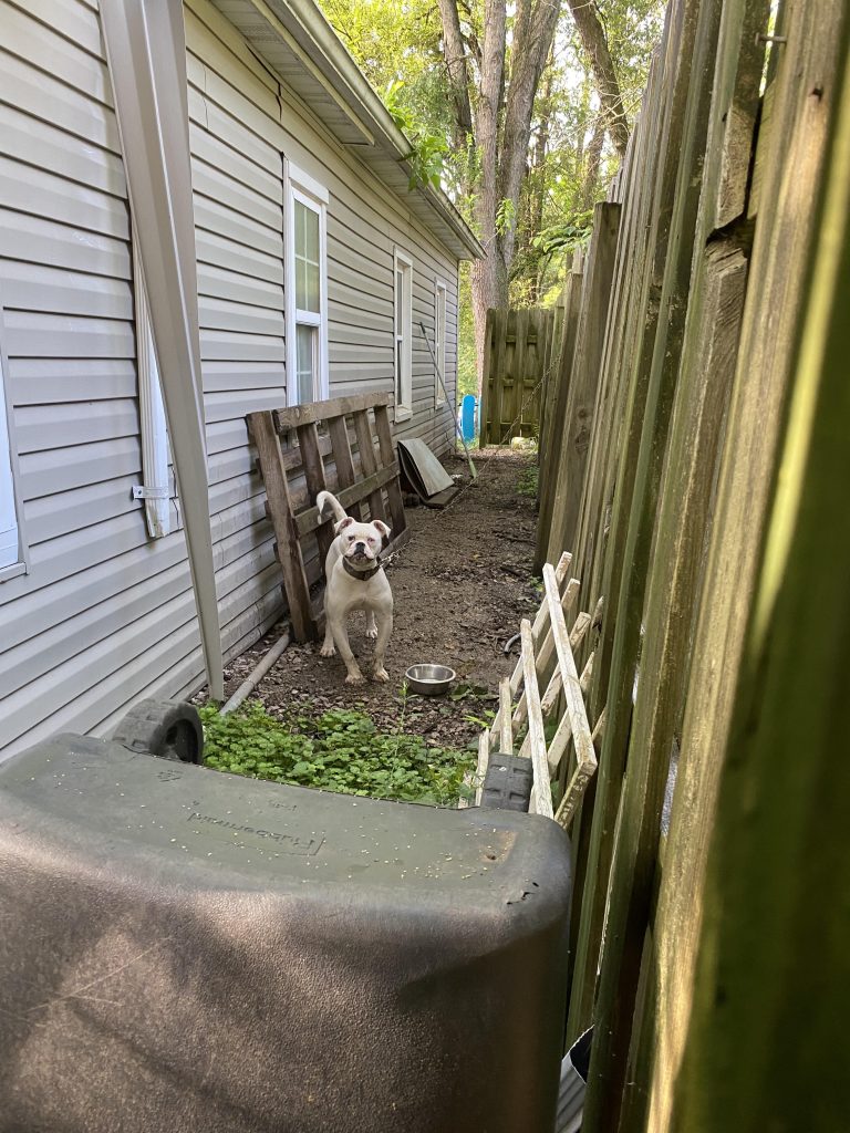 Îți neglijezi câinele fără să-ți dai seama? Iată semnele care ar trebui să te îngrijoreze