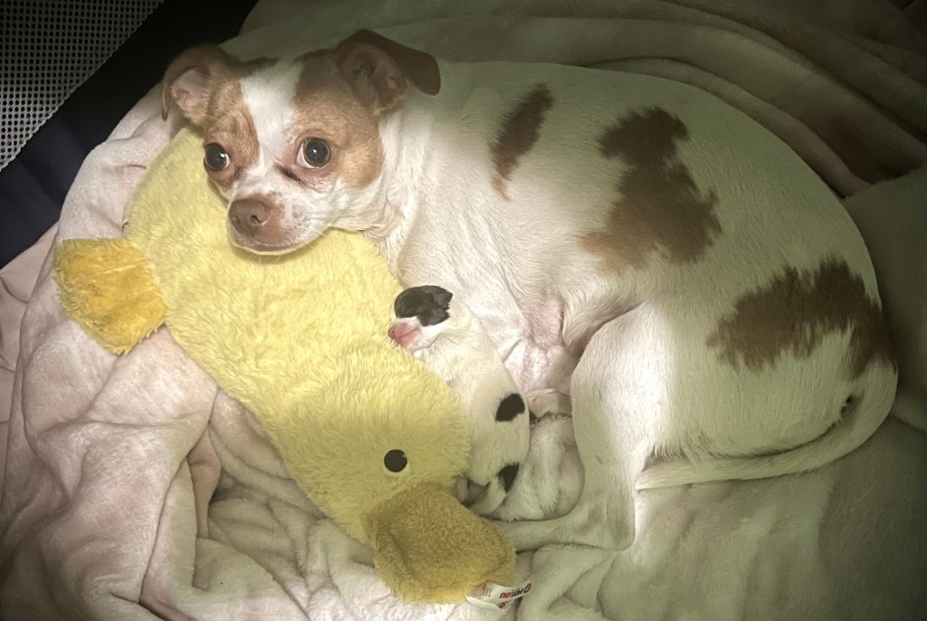 Cum să-ți ajuți cățeaua să treacă peste pierderea cățeilor: sfaturi pentru vindecare emoțională și liniștire