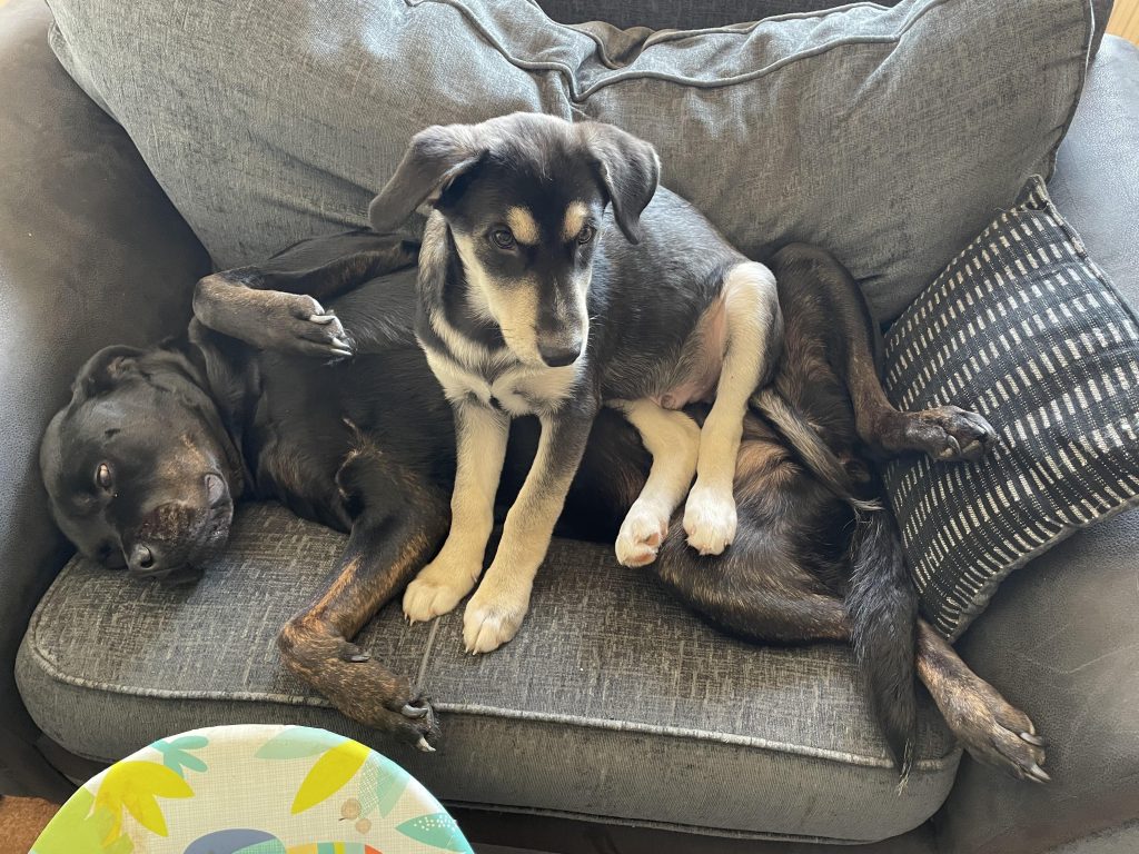 Cățelul cel mic i-a salvat viața companionului mai vârstnic – cum mi-am dat seama că ceva nu e în regulă după ce a refuzat să-l lase în pace