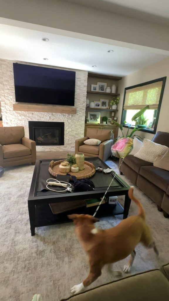 Cățelușa care vorbește cu oglinda: comportament adorabil sau semn de anxietate? Află ce spun specialiștii