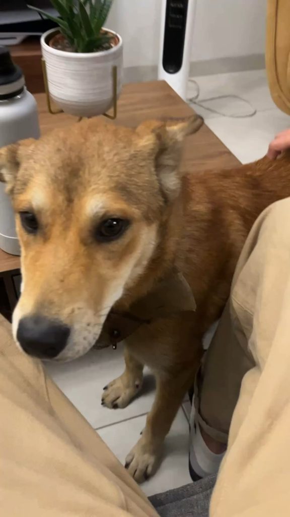 Câine găsit pe marginea drumului refuză hrana și se poartă ciudat – Ce trebuie să faci când întâlnești un patruped rătăcit cu comportament bizar