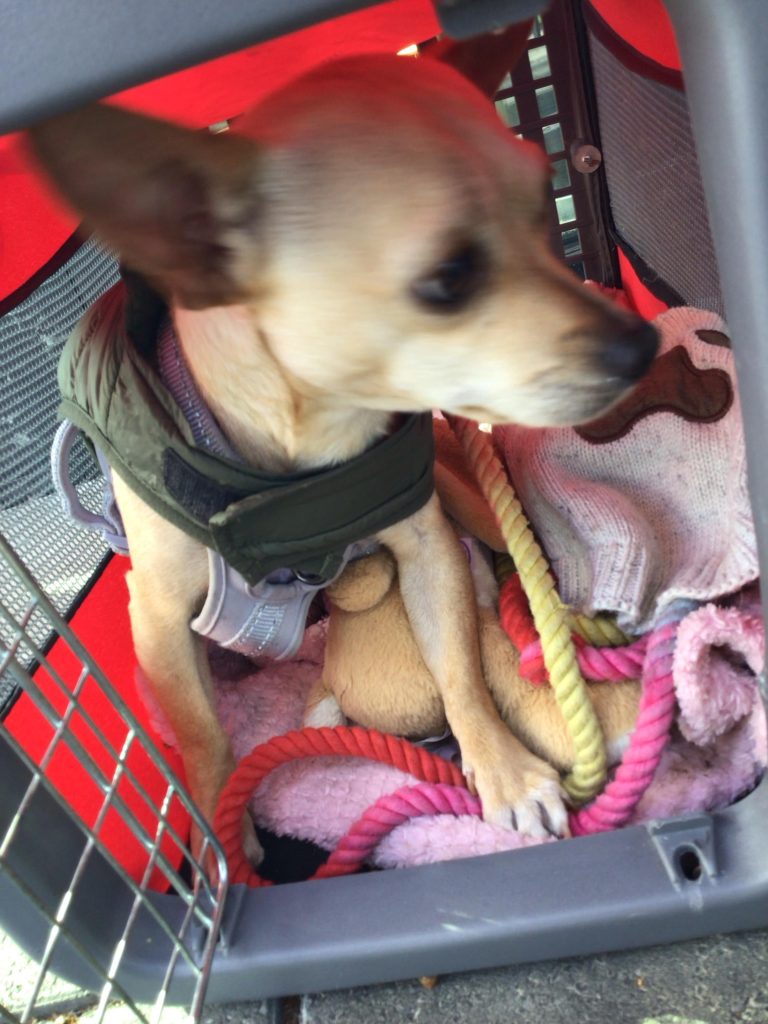 Abandonați cu totul?! Ce trebuie să faci dacă ești lăsat baltă de stăpânii animalului pe care îl îngrijești