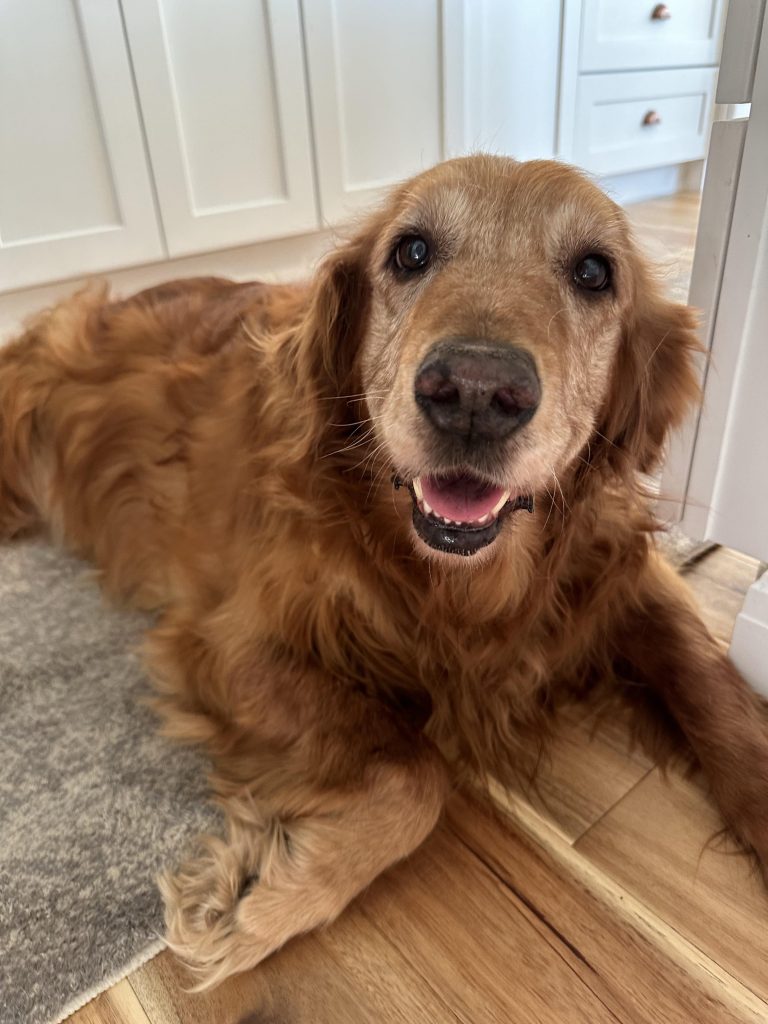 Câine bătrân blocat din greșeală în baie: semnele că suferă și ce poți face imediat ca să-l ajuți