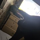 Alertă pentru stăpânii de câini: Două umflături misterioase au apărut peste noapte pe spatele patrupedului – când e cazul să mergi urgent la veterinar?