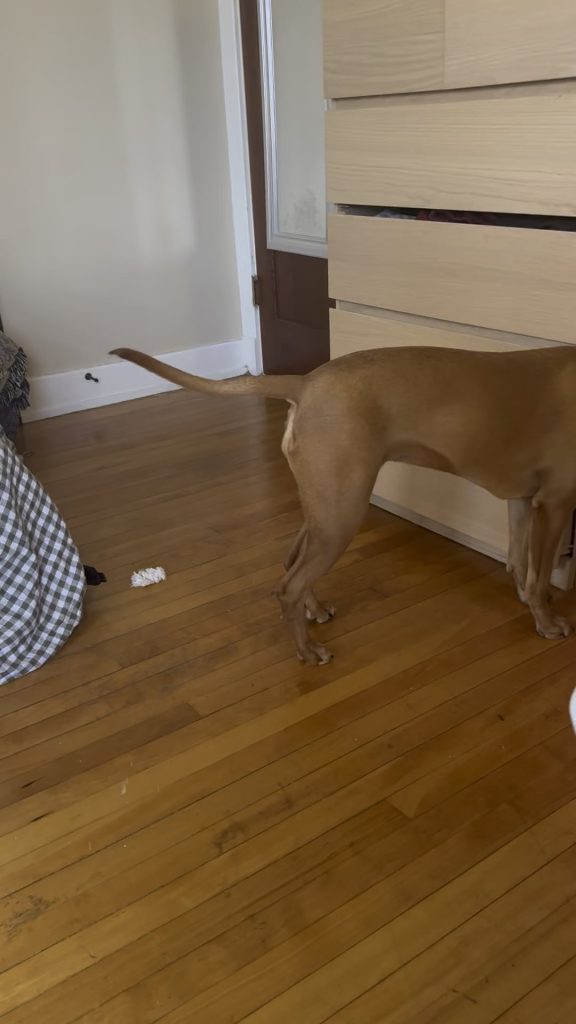 Puiul meu plânge neîncetat lângă lucrurile câinelui care a murit – ce am aflat despre durerea animalelor și cum îl pot ajuta