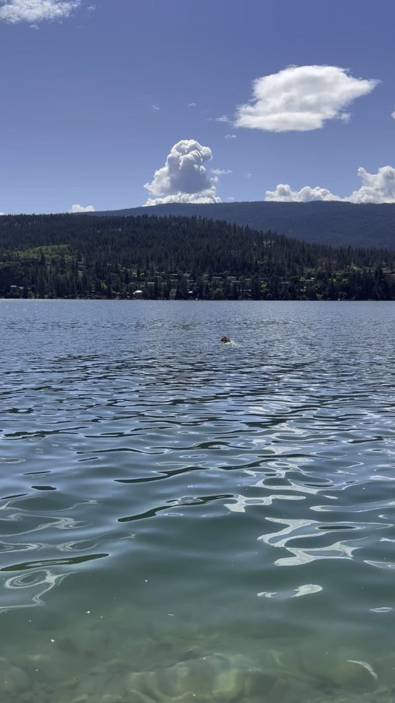 Câinele a înotat brusc spre largul lacului – ce ar trebui să știi dacă al tău face la fel