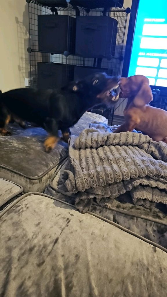 Joacă sau luptă? Cum îți dai seama dacă puiul tău de câine se distrează sau e în pericol!