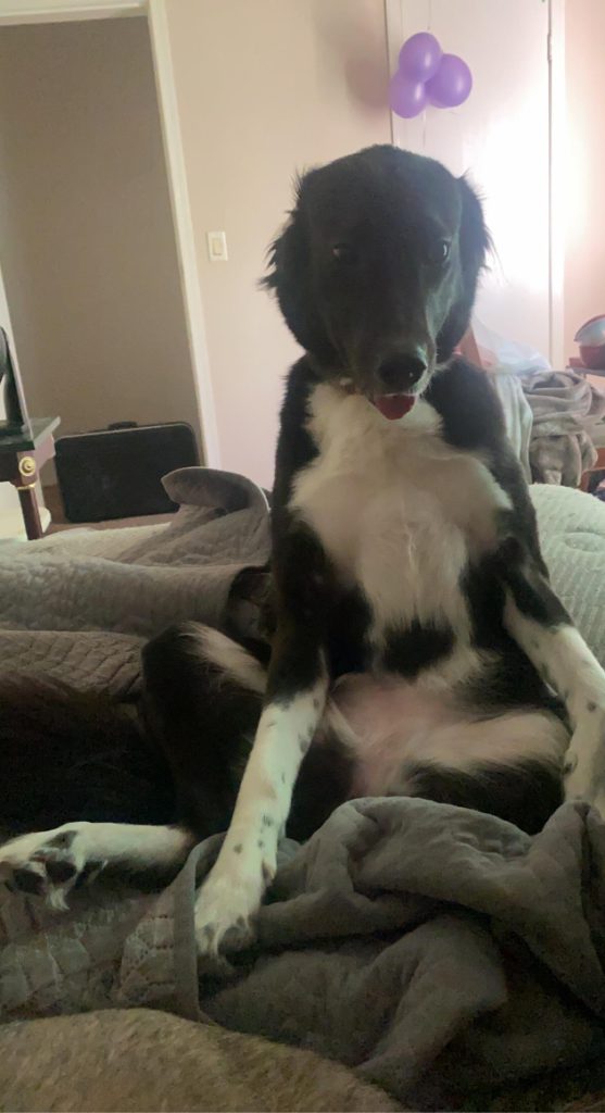 Veterinarul îți explică: De ce stă câinele tău într-o poziție ciudată și când ar trebui să te îngrijoreze