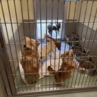 Adopți doi căței frați deodată? Află ce poate merge bine și ce probleme te-ar putea lua prin surprindere!