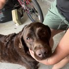 „Stăpânul care și-a pierdut încrederea: Ce faci când simți că nu ești suficient pentru câinele tău?”