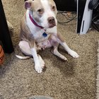 Veterinarii explică: De ce câinele tău stă „ciudat” uneori și când ar trebui să te îngrijorezi