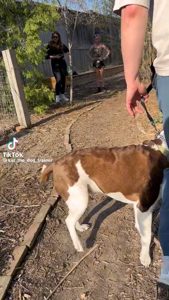 Dresorii trag un semnal de alarmă: De ce locurile de joacă pentru câini pot face mai mult rău decât bine patrupedului tău