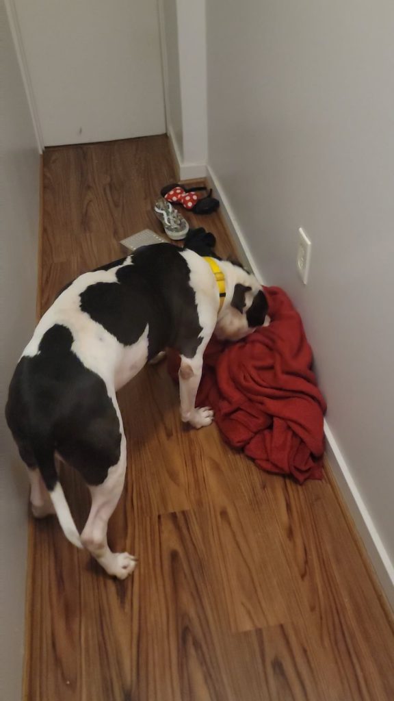 Câinele tău tot încearcă să acopere o priză? Află ce încearcă să-ți spună și cum să reacționezi corect