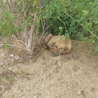 A născut sub fereastra ta! Ce trebuie să faci când o cățea fără stăpân aduce pe lume pui chiar lângă casa ta