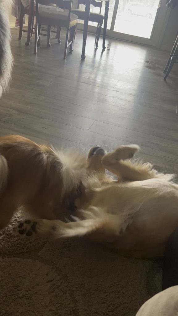 Golden Retrieverul de 4 ani se joacă dur cu un Pomeranian de 1 an – Joacă prietenească sau comportament periculos? Ce spun specialiștii despre mușcăturile între câini