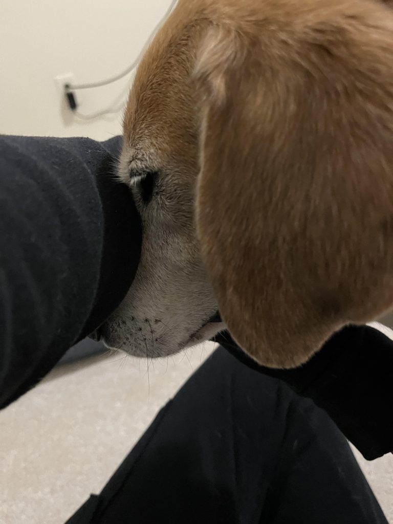 Câinele tău își lipește fața de cotul sau subrațul tău? Află ce încearcă cu adevărat să-ți spună!