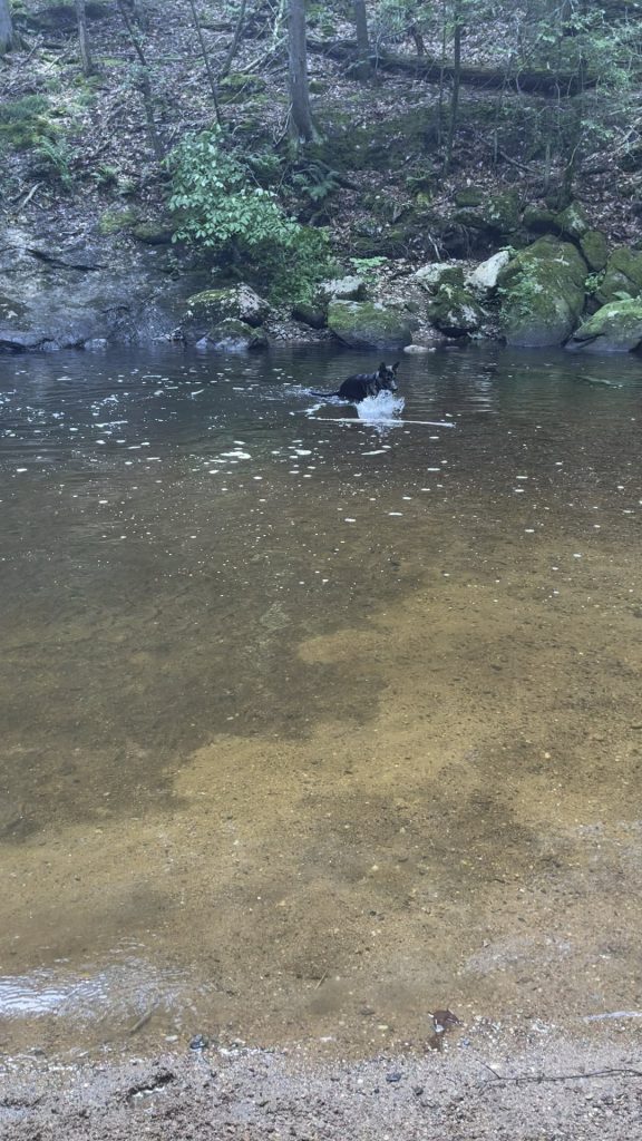 Ce înseamnă când câinele tău îți atinge fața cu lăbuța? Gestul adorabil care ascunde mai mult decât crezi!