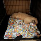 Cel mai simplu truc pentru un câine mai fericit: cum a schimbat totul o cușcă mai mare!