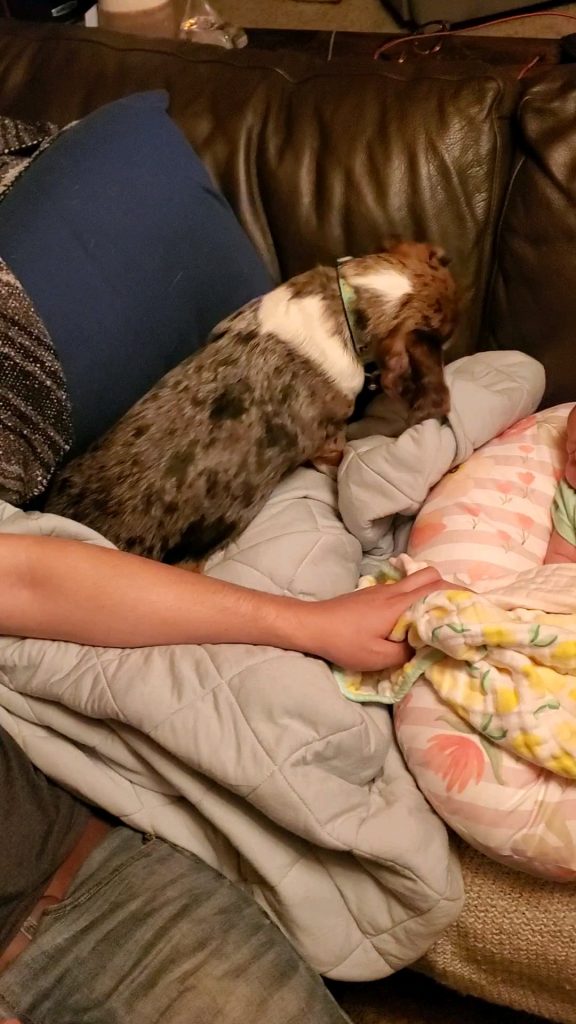 Cățelul tău se holbează fix în ochii tăi și se oprește brusc din mers? Ce înseamnă acest comportament și când ar trebui să te îngrijoreze