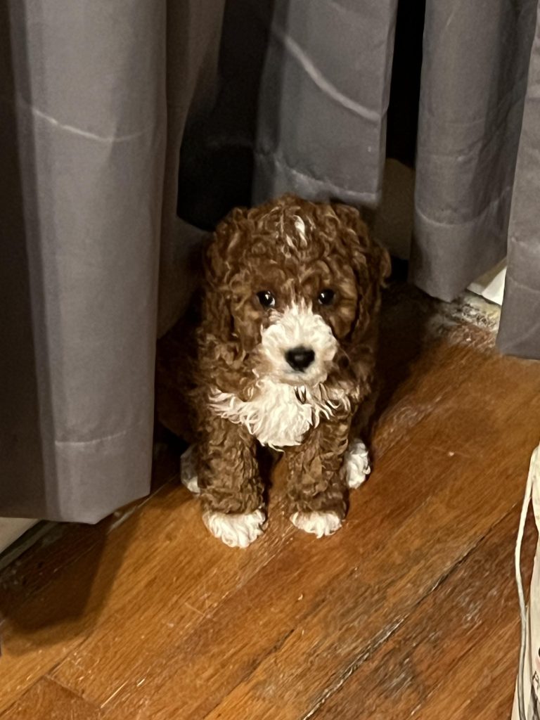 Cățelul care fuge de mirosul de carne gătită? Află ce îl sperie și cum îl poți ajuta să se simtă în siguranță în bucătărie!