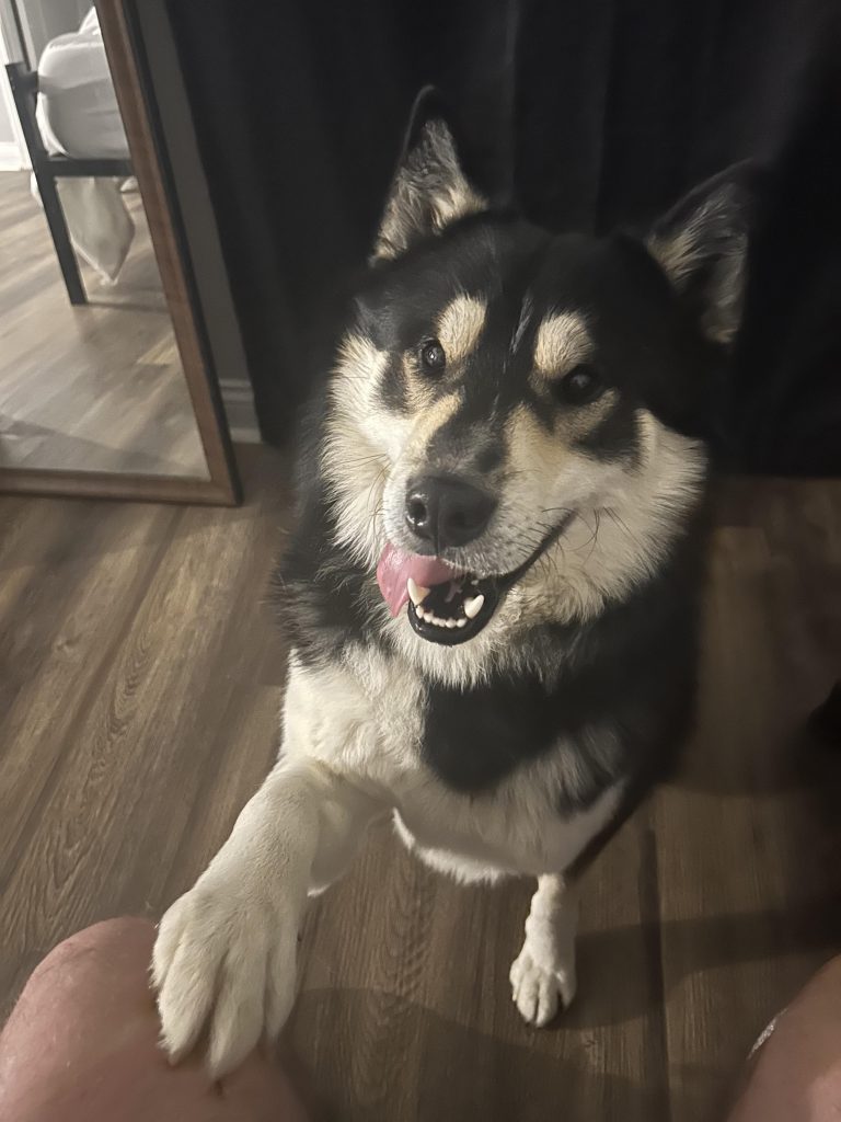 Nu abandona câinele doar pentru că e diferit: Povestea emoționantă a patrupedului cu trei picioare care a găsit iubire adevărată înainte de a fi lăsat să moară