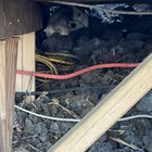 L-am găsit singur pe stradă: Ce trebuie să faci dacă descoperi un cățel pierdut și speriat