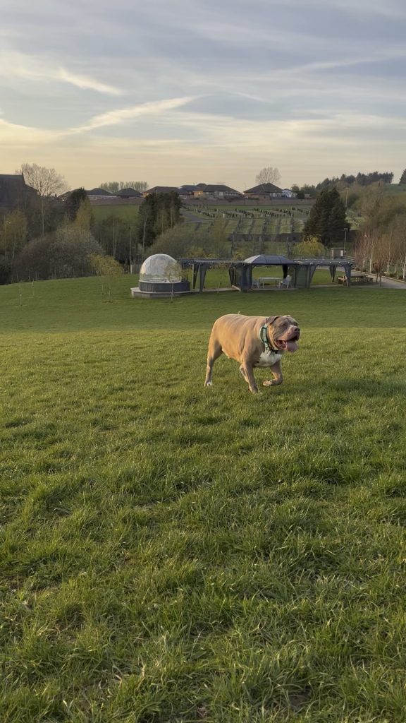 Veterinarul spune adevărul: semnele subtile care îți arată că patrupedul tău a luat prea mult în greutate