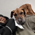 Câinele meu vomita zilnic și veterinarul nu găsea nimic – Adevărata cauză era chiar în rutina lui zilnică! Află ce greșeală fac mulți stăpâni fără să-și dea seama