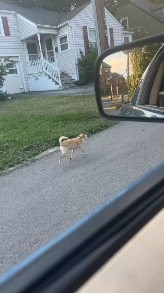 Câinele vecinului umblă liber și agresiv pe stradă – ce poți face ca să-ți protejezi patrupedul și liniștea în cartier