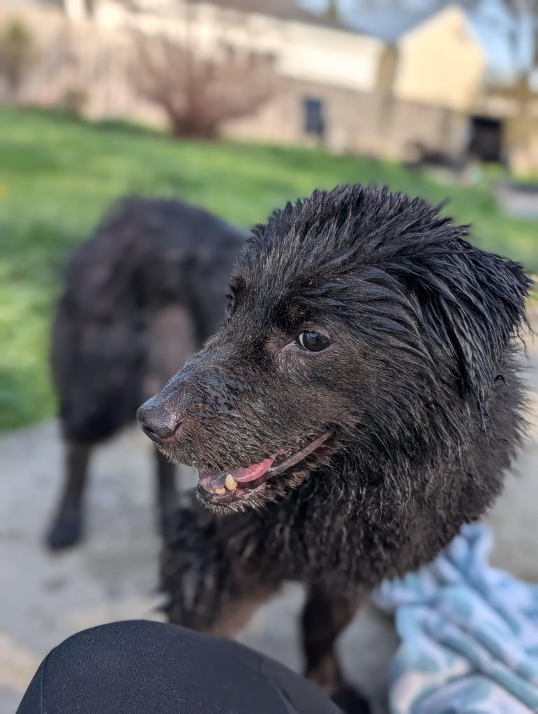 Cățelul Meu a Mâncat un Pui de Iepure – Ce Să Faci Când Instinctul de Prădător Lovește Neașteptat