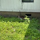 Tânără speriată și fără stăpân își găsește adăpost într-o curte: cum să câștigi încrederea unui câine care se teme de lesă și apă