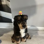 Ce să îi dai de mâncare cățelului tău înainte de despărțire: ultimul răsfăț contează mai mult decât crezi