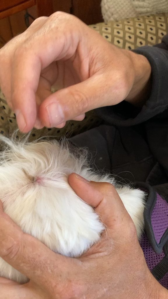 Stăpânul și-a găsit câinele cu o excrescență ciudată pe cap – află ce au spus medicii veterinari și de ce NU trebuie ignorată!