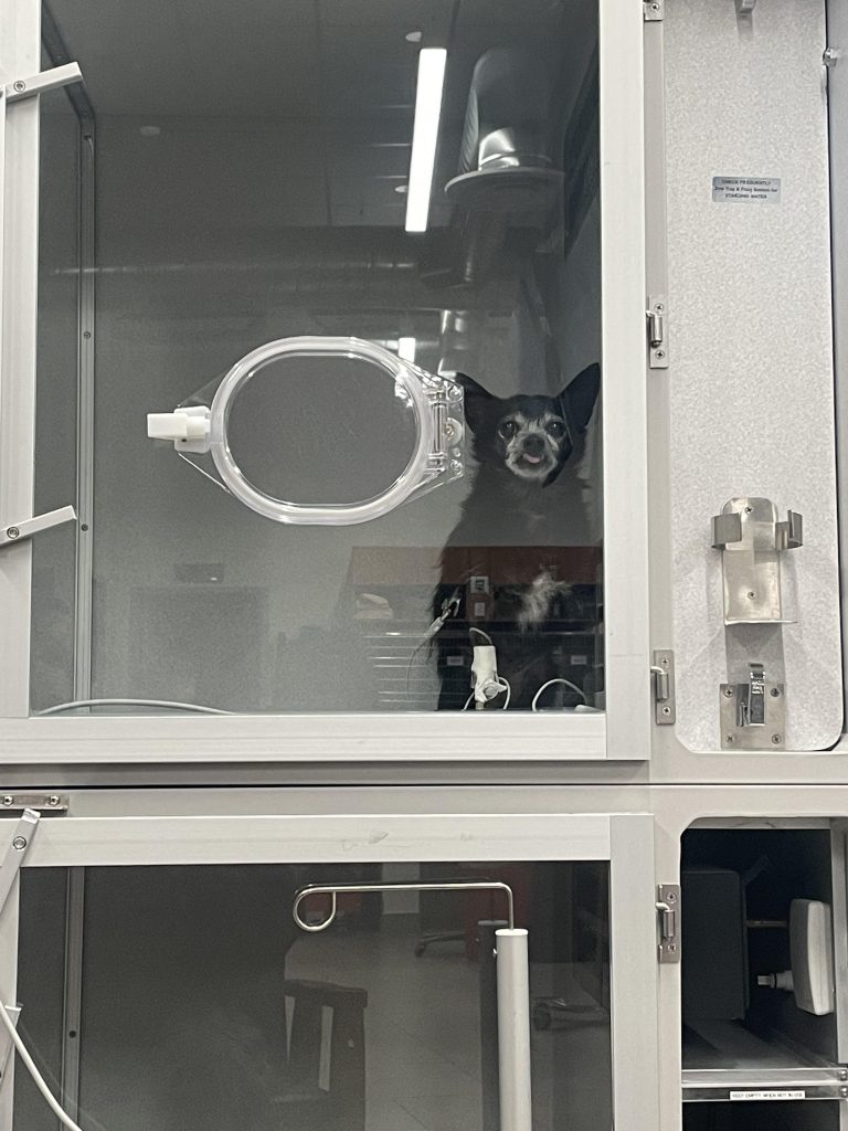 Câinele tău respiră ciudat? Află cum un simplu test de sânge a dezvăluit o problemă gravă, dar tratabilă!