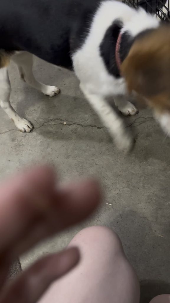 Ce înseamnă dacă găsești o crustă ciudată pe pielea câinelui tău – semnele pe care nu trebuie să le ignori