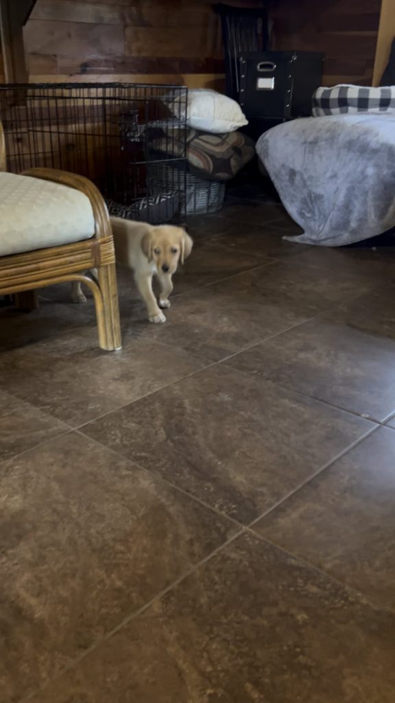 Cățelușul meu de 9 săptămâni a început brusc să meargă ciudat – iată ce am aflat și ce ar trebui să faci imediat dacă observi același lucru