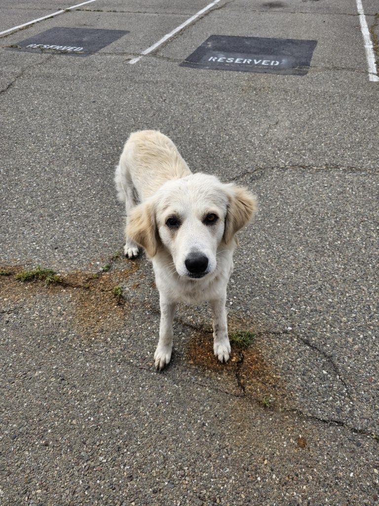 A găsit un câine vagabond adorabil și vrea să-l ducă acasă – ce trebuie să faci înainte să-l adopți ca să nu regreți mai târziu