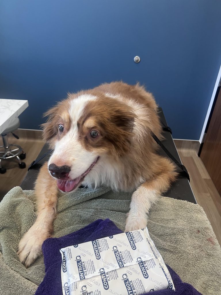 Câinele tău devine agresiv fără motiv? Află ce greșeli uriașe poți face fără să îți dai seama și cum le poți corecta înainte să fie prea târziu!