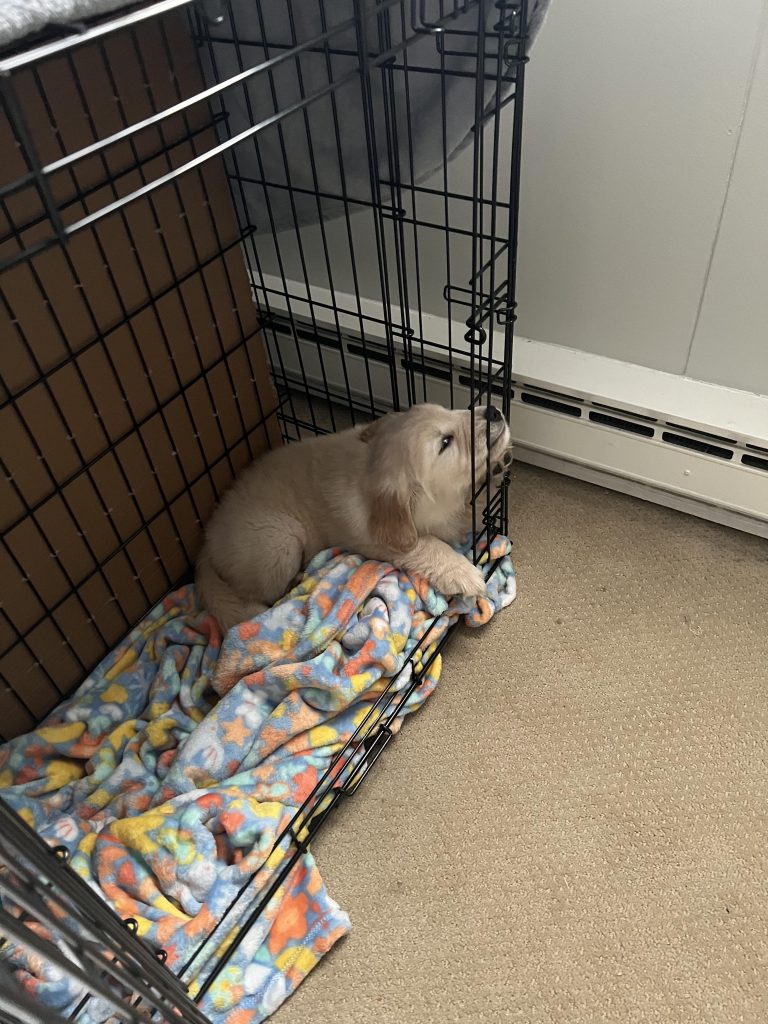 Stăpân nedumerit își întreabă câinele în gând: Oare i-a crescut prea mult cușca? Ce spun specialiștii despre dimensiunea ideală!