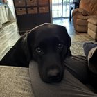 „Cățelușa nu se mai oprește din săpat în casă: Ce semne nu trebuie să ignori și cum o poți ajuta”